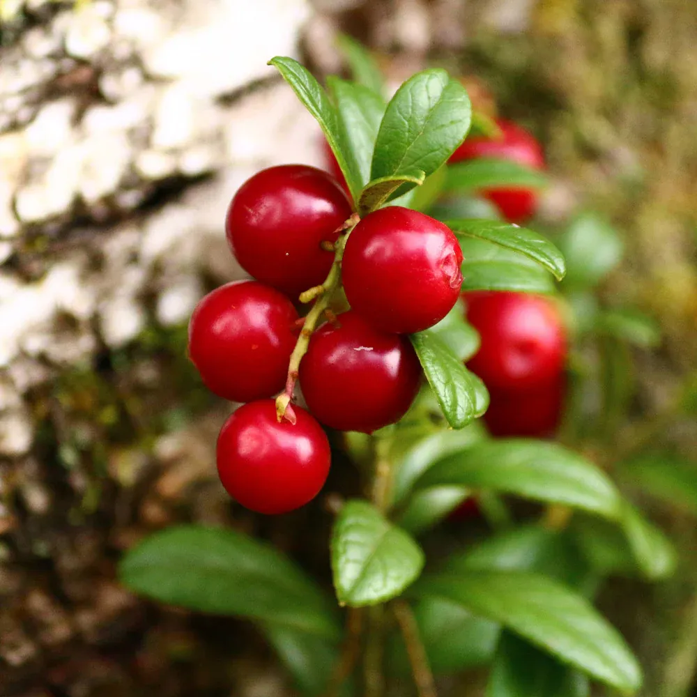 Stevens Cranberry Bush - Vaccinium macrocarpon Fruit-Bearing Shrub 4