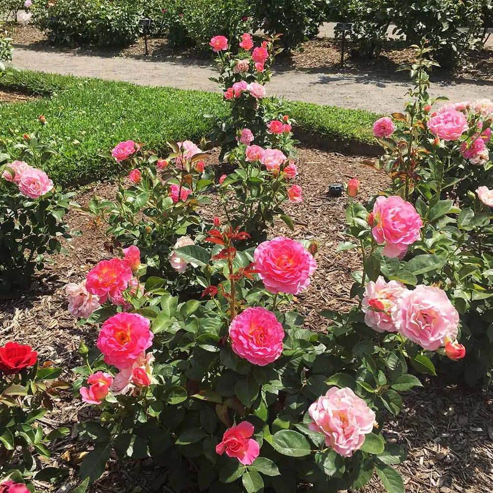 Julie Andrews™ Hybrid Tea Rose - Fragrant Garden Shrub 7