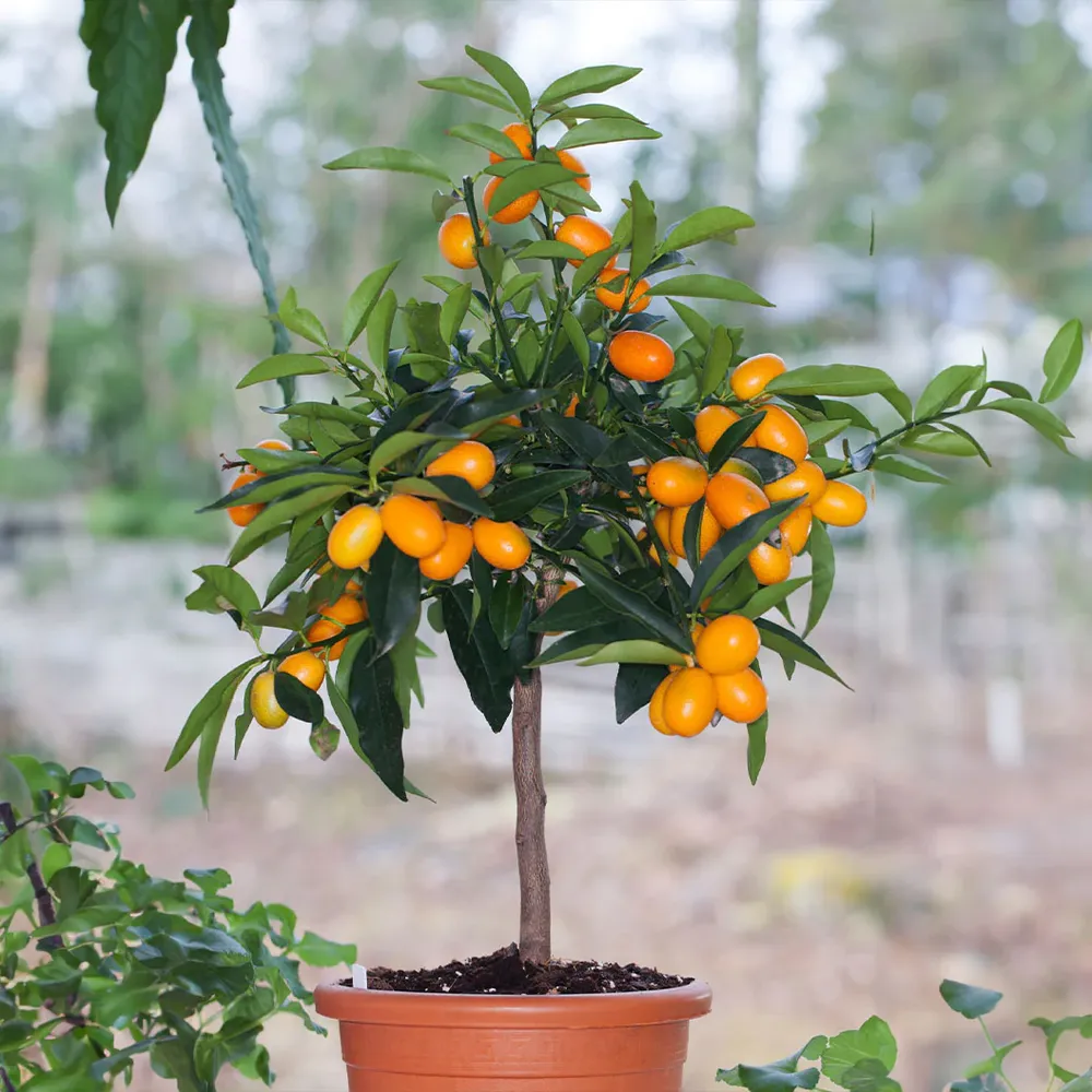 Fukushu Kumquat Tree (Citrus obovata) Live Fruit Bearing Plant
