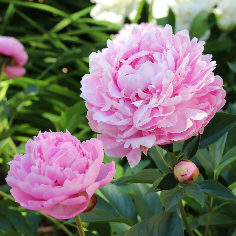 Sarah Bernhardt Peony Bare Root Perennial Flower 1