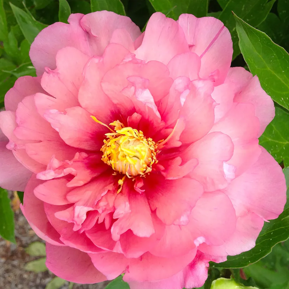 Strawberry Swirl™ Itoh Peony Plant - Intersectional Hybrid Perennial 3