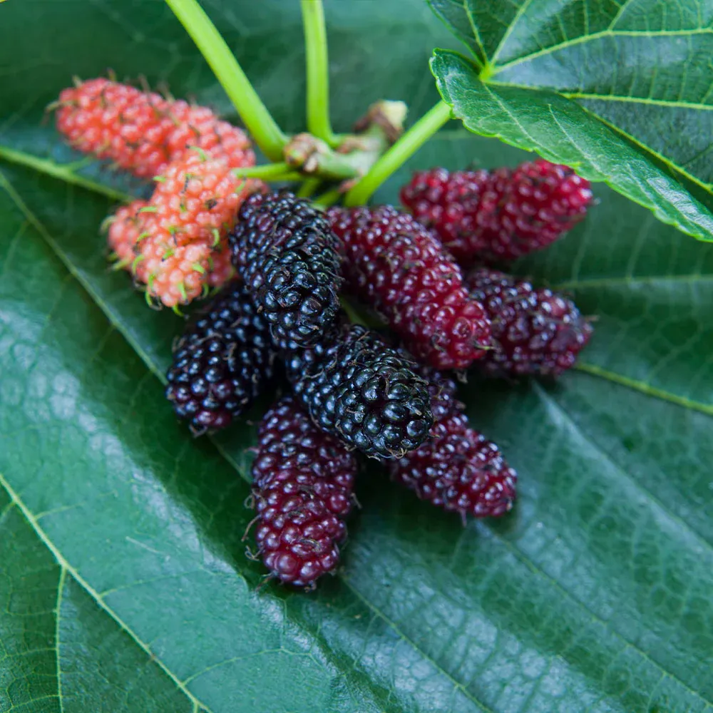 Everbearing Mulberry Bush - Continuous Fruit Producing Morus Plant 3