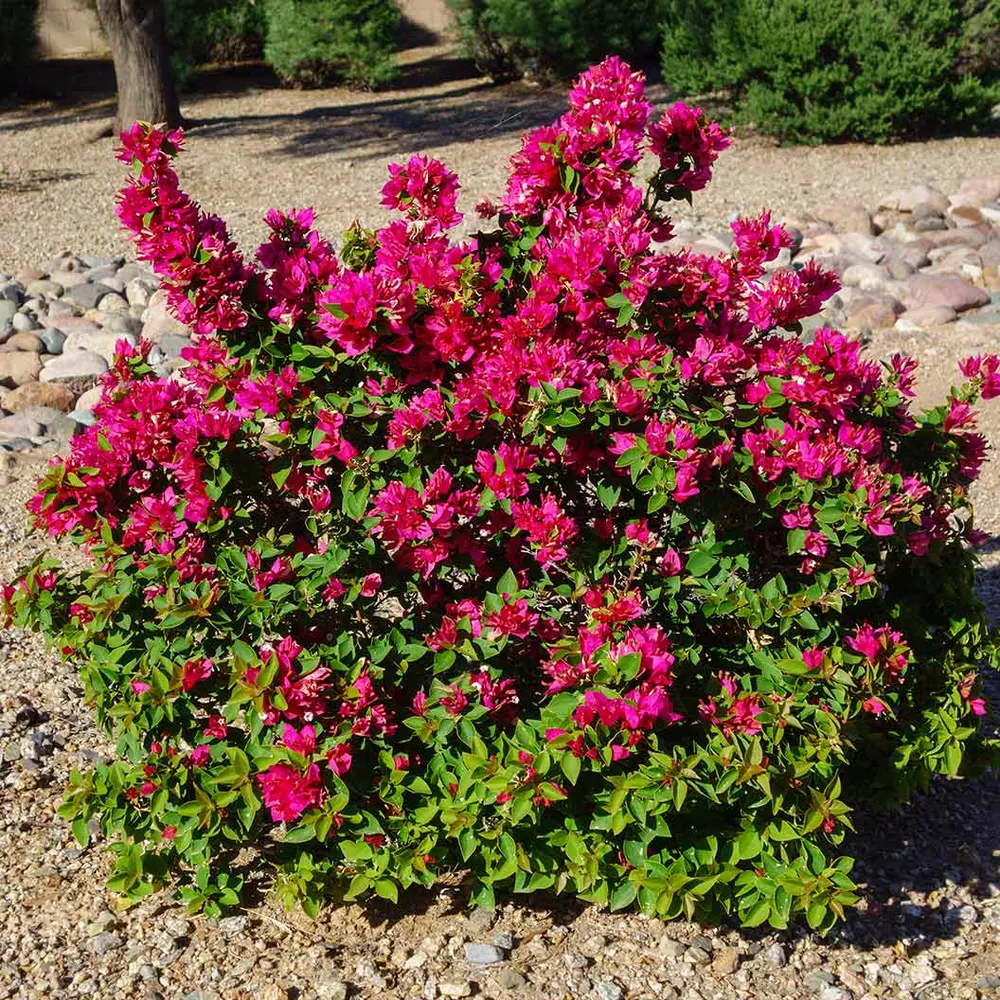 Barbara Karst Bougainvillea Shrub - Vibrant Magenta Ornamental Flowering Plant