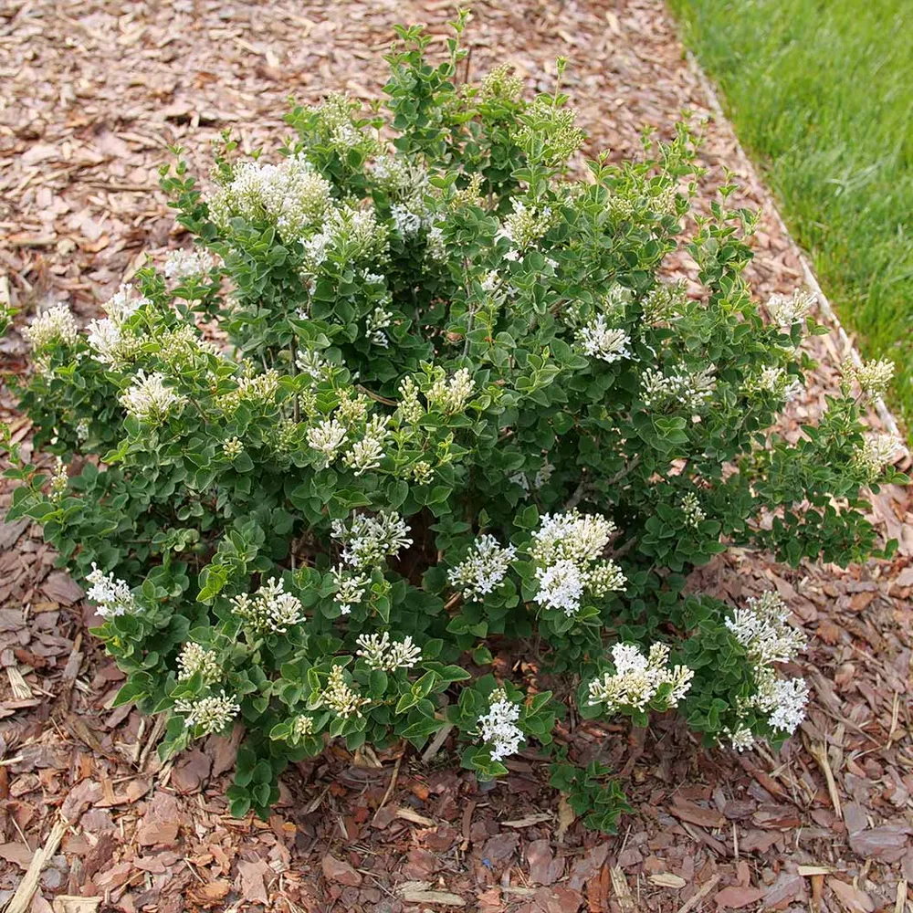 Bloomerang® Showmound™ Reblooming Compact Lilac Bush 2