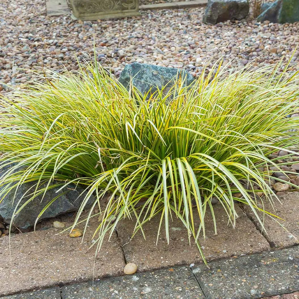EverColor® Everillo Carex Sedge - Lime Green Ornamental Grass 2