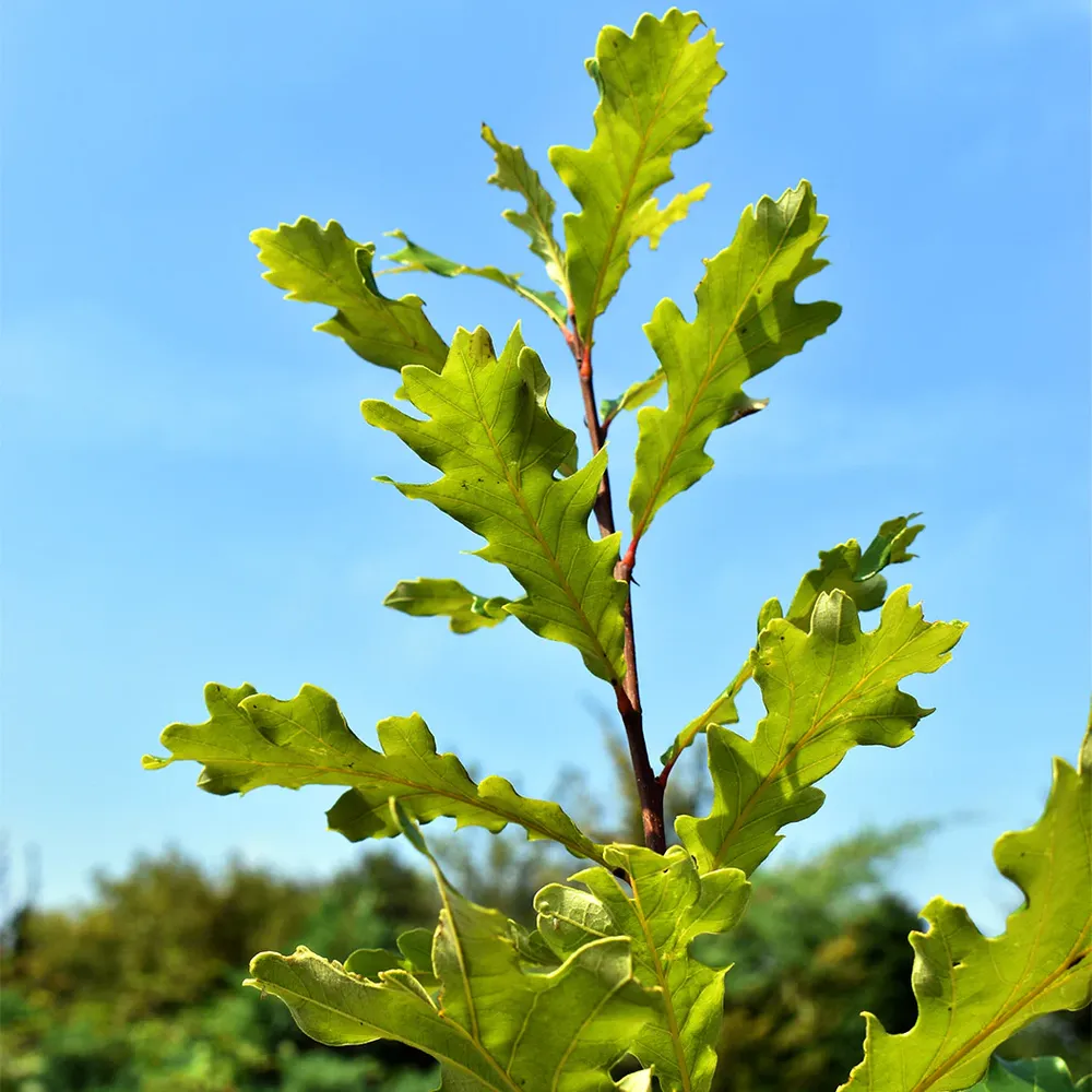 Swamp White Oak Tree (Quercus bicolor) - Native Deciduous Specimen 3