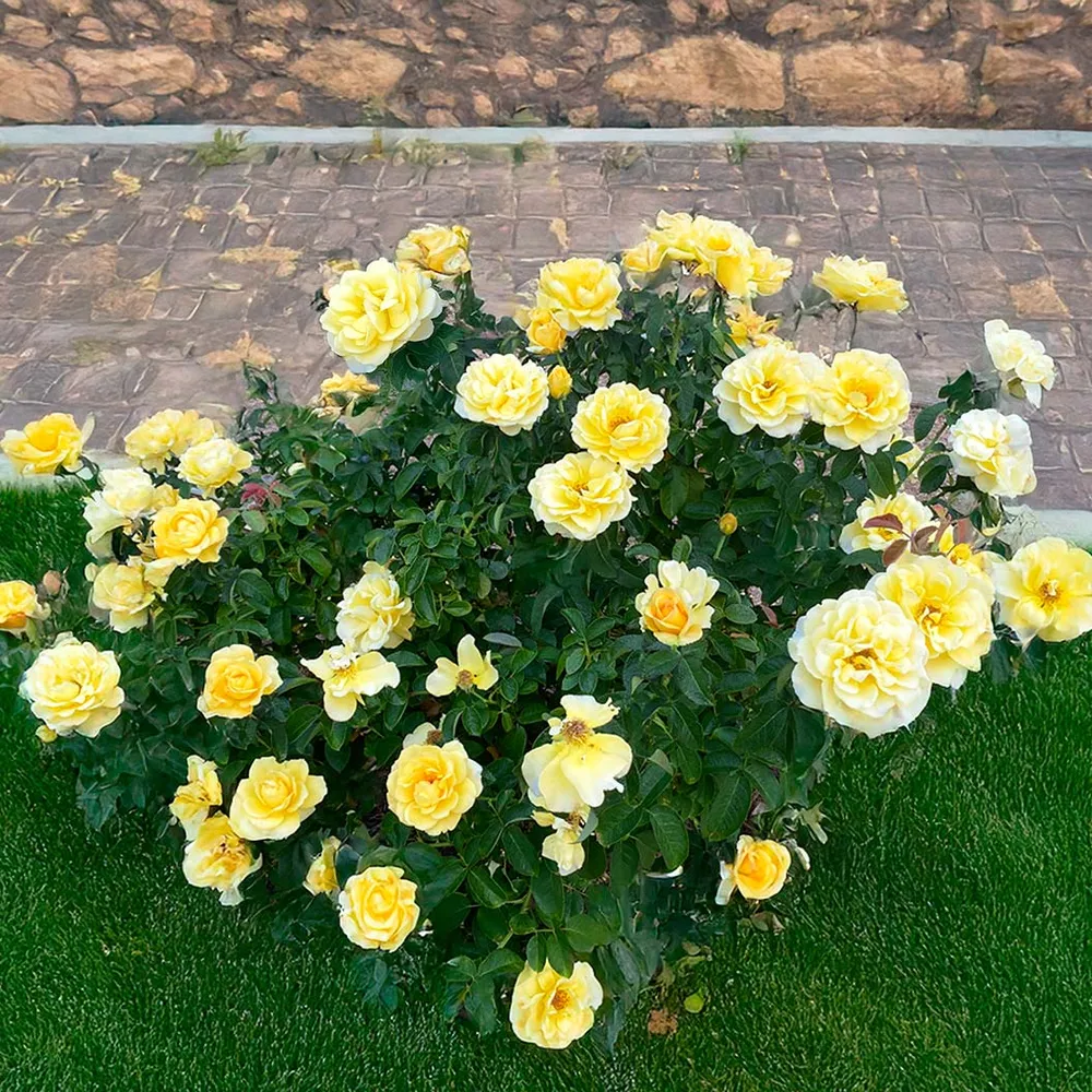 Bee Heaven™ Rose Shrub - Hardy Flowering Garden Plant 4