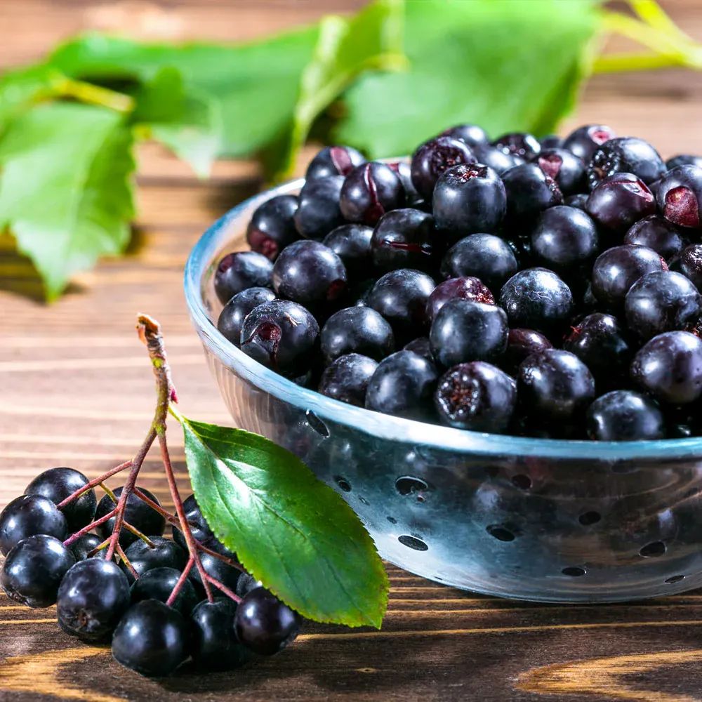 Viking Aronia Chokeberry Bush - Cold Hardy Edible Shrub 2