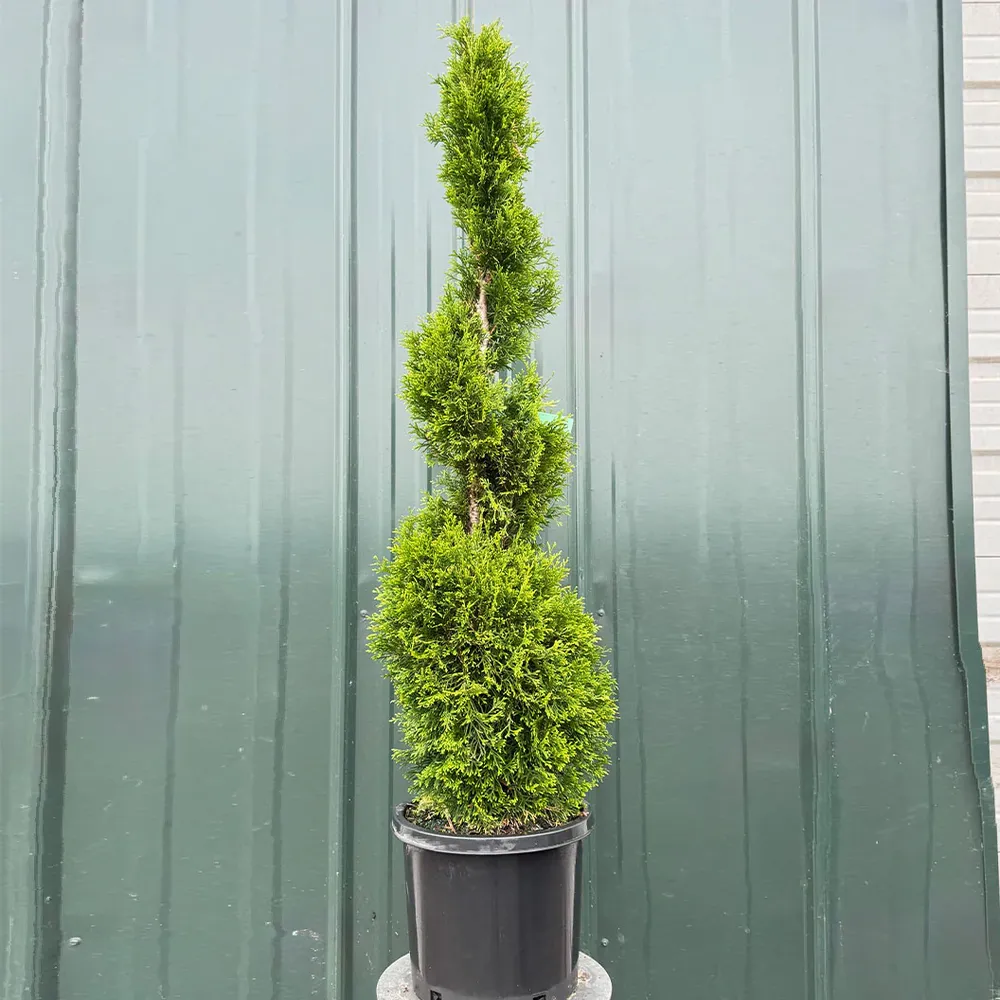 Emerald Spiral Thuja Tree - Artificial Decorative Topiary