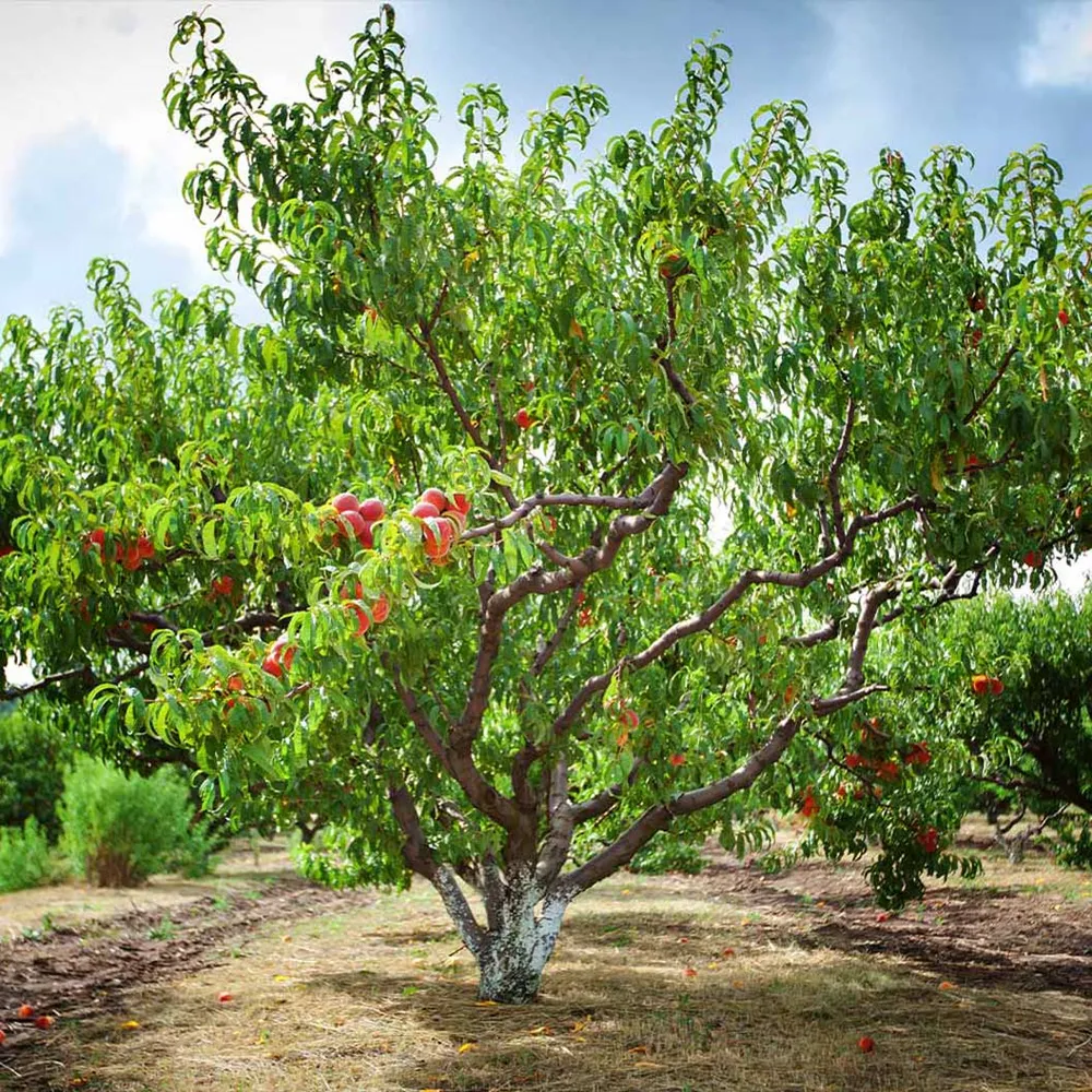 Reliance Peach Tree - Cold Hardy Self-Pollinating Fruit Tree 1