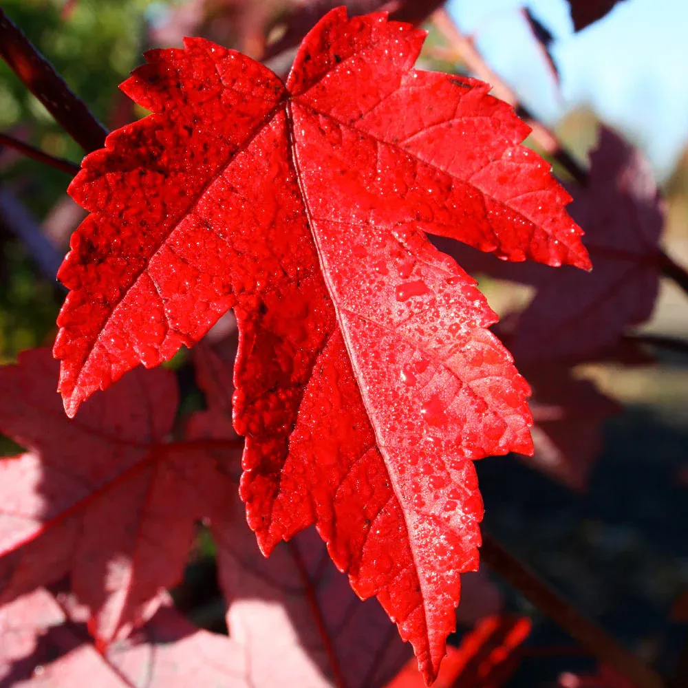 Redpointe® Maple (Acer rubrum) - Columnar Shade Tree 2