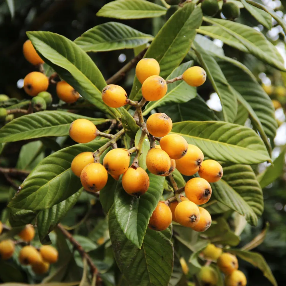 Loquat 'Japanese Plum' Fruit Tree - Evergreen Ornamental and Edible Tree