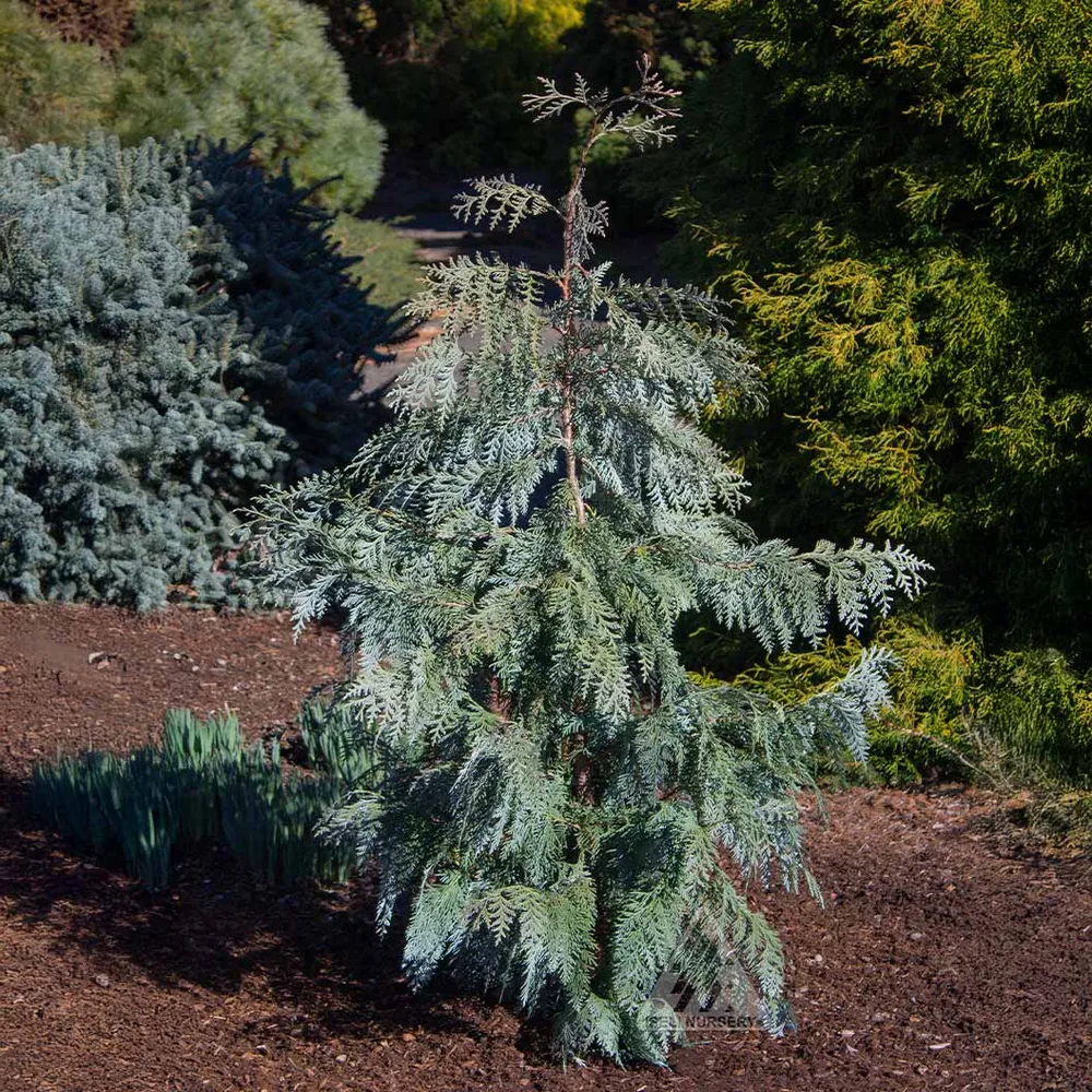 Blue Korean Arborvitae Tree (Thuja koraiensis) - Evergreen Ornamental Conifer