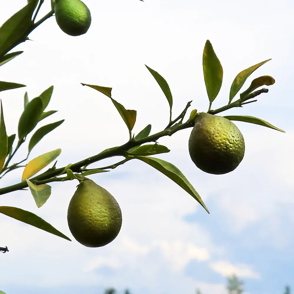 Thomasville Citrangequat Tree - Cold Hardy Citrus Hybrid 1