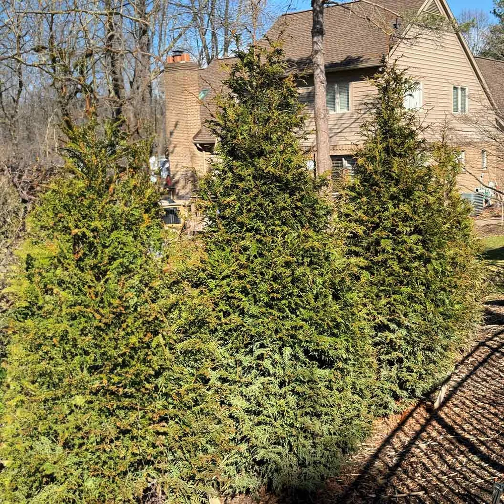 Northern Spire Western Red Cedar (Thuja Plicata) Ornamental Evergreen Tree 1