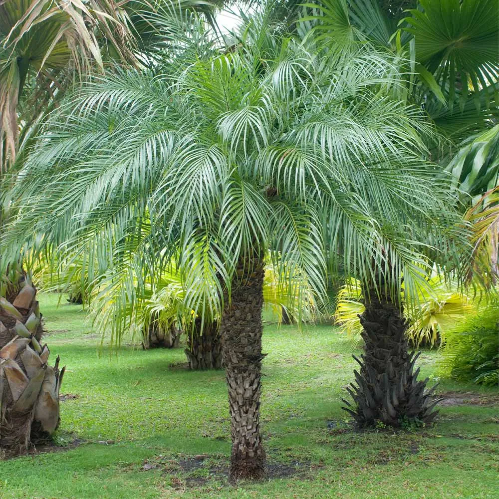 Pygmy Date Palm (Phoenix roebelenii) Indoor Ornamental Tropical Plant 2