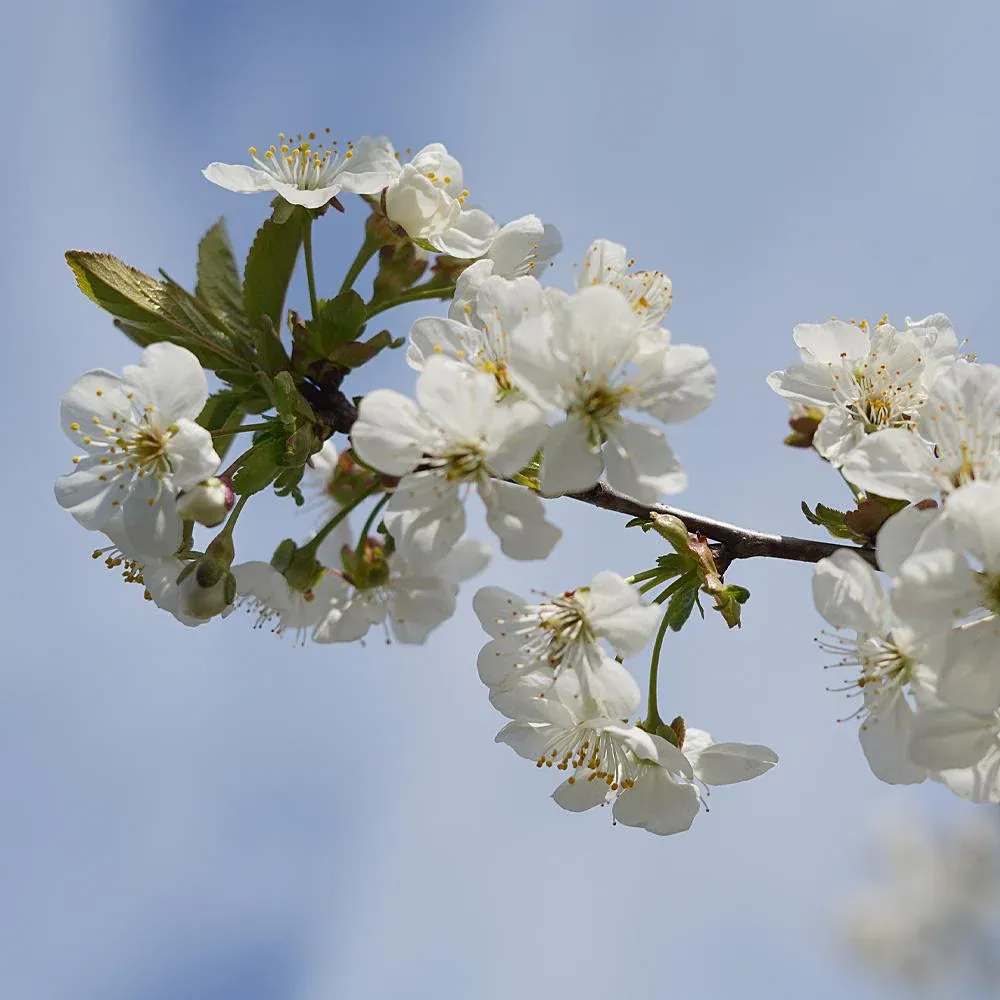 Black Tartarian Cherry Tree - Sweet Fruit-Bearing Deciduous Tree 4