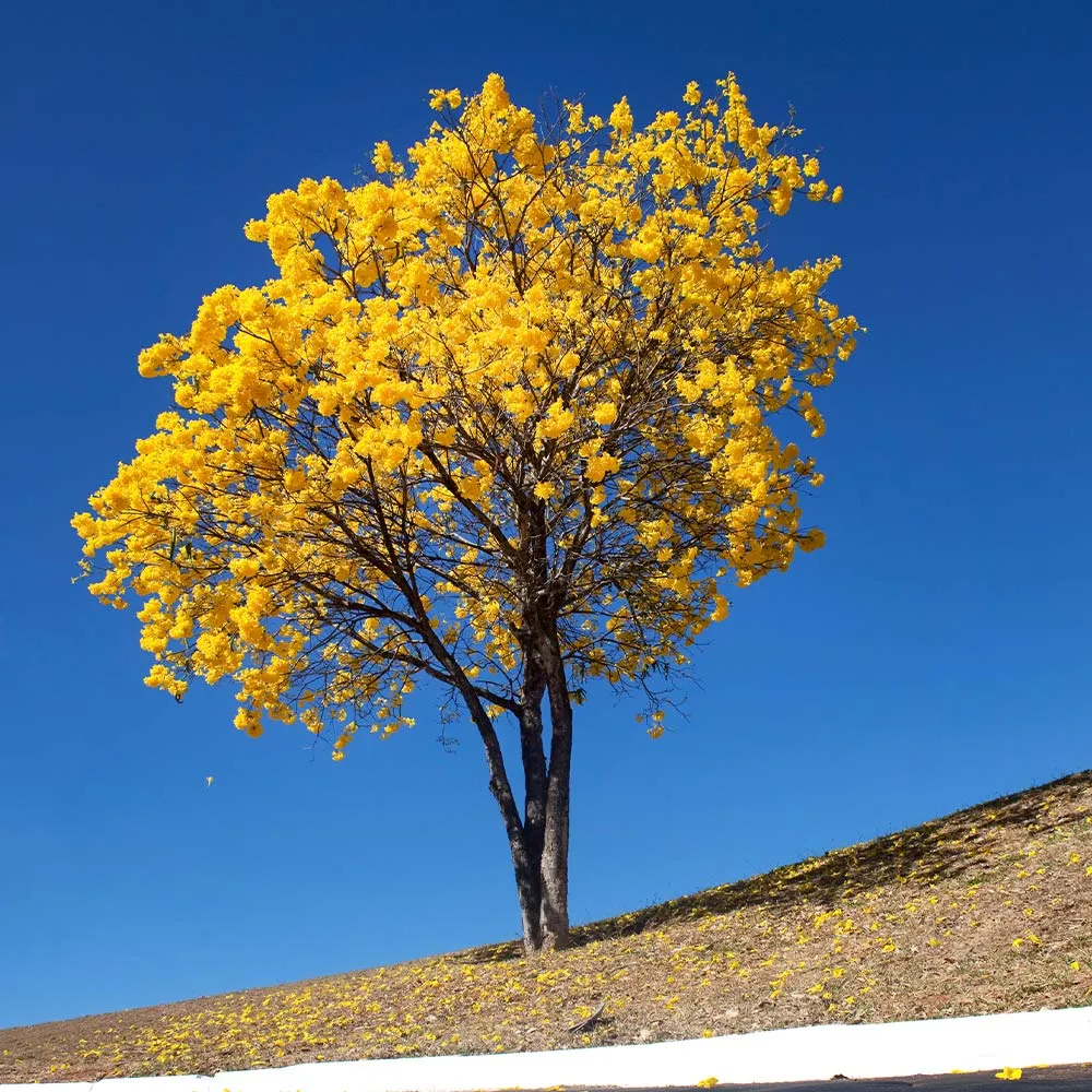 Yellow Trumpet Tree (Handroanthus chrysanthus) Seeds for Tropical Landscaping 2