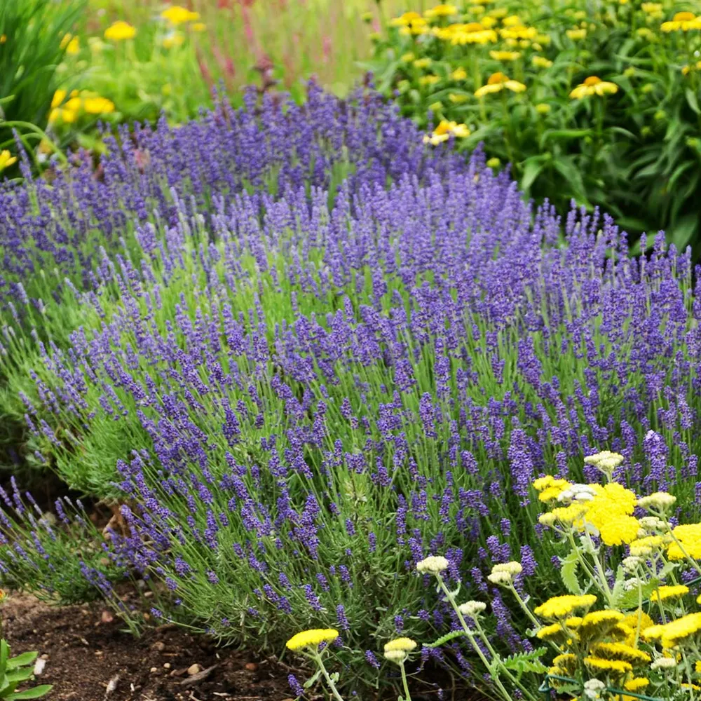 Hidcote Blue Lavender (Lavandula angustifolia) Perennial Garden Plant