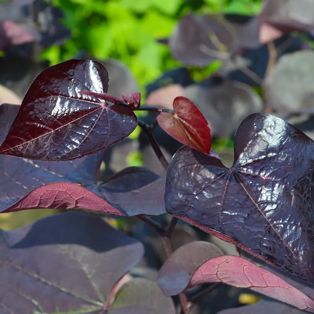 Black Pearl Redbud Tree (Cercis canadensis) - Deep Purple Foliage Ornamental Tree