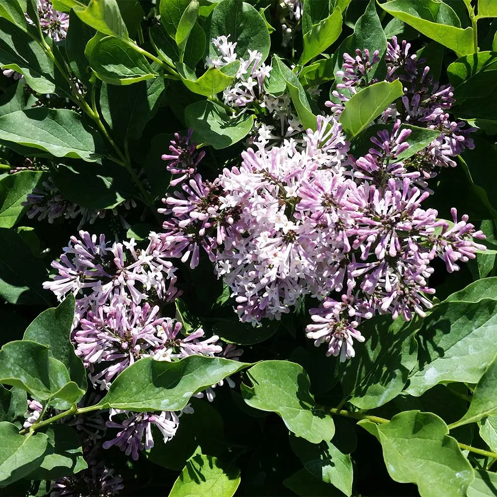 Miss Kim Lilac Tree - Compact Flowering Deciduous Shrub 1