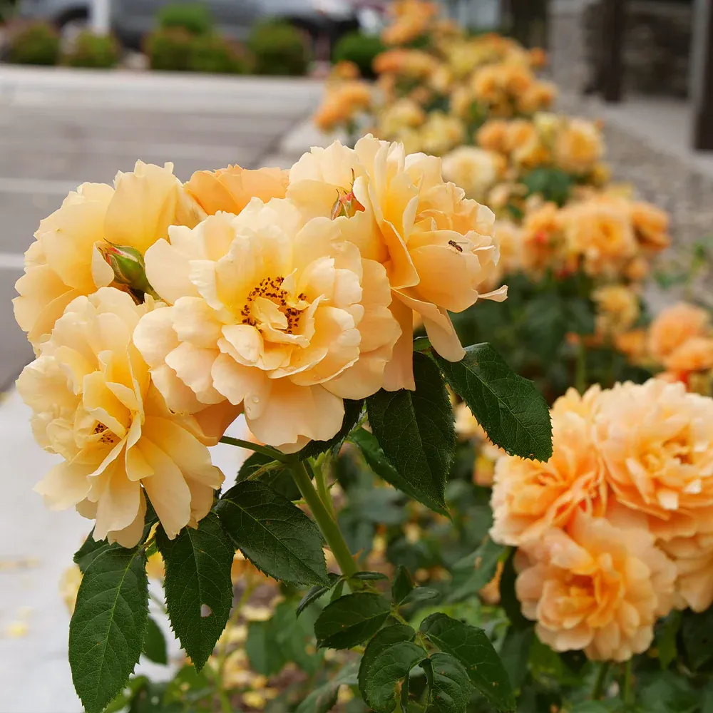 Proven Winners® At Last® Fragrant Repeat-Blooming Rose Shrub 2