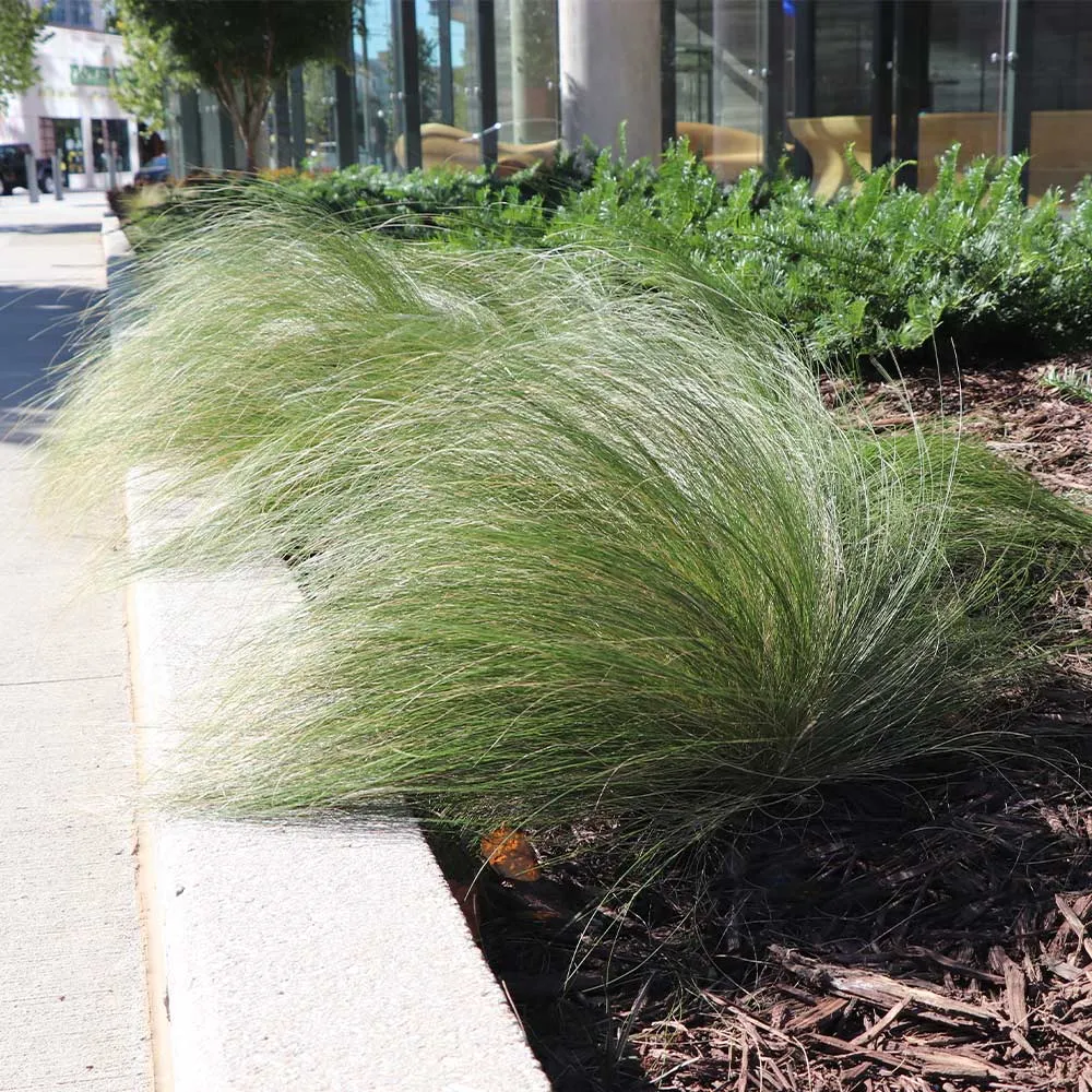 Mexican Feather Grass (Nassella tenuissima) Ornamental Perennial Plant