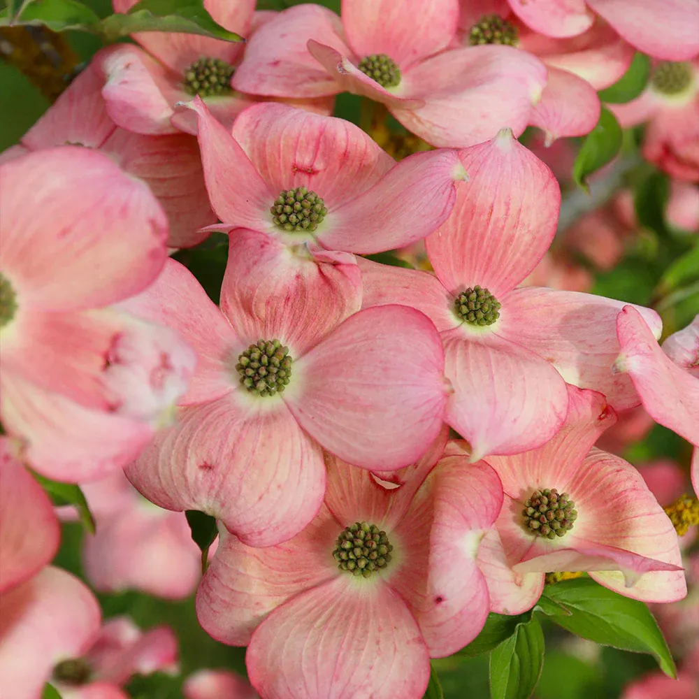 Stellar Pink Dogwood Tree - Flowering Ornamental Deciduous Tree 3