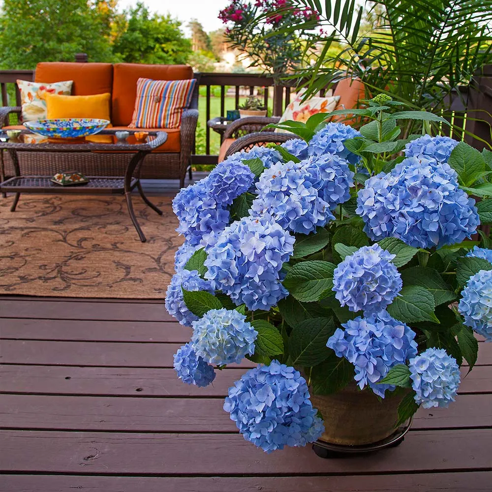 Endless Summer® The Original Reblooming Hydrangea Macrophylla Shrub 3