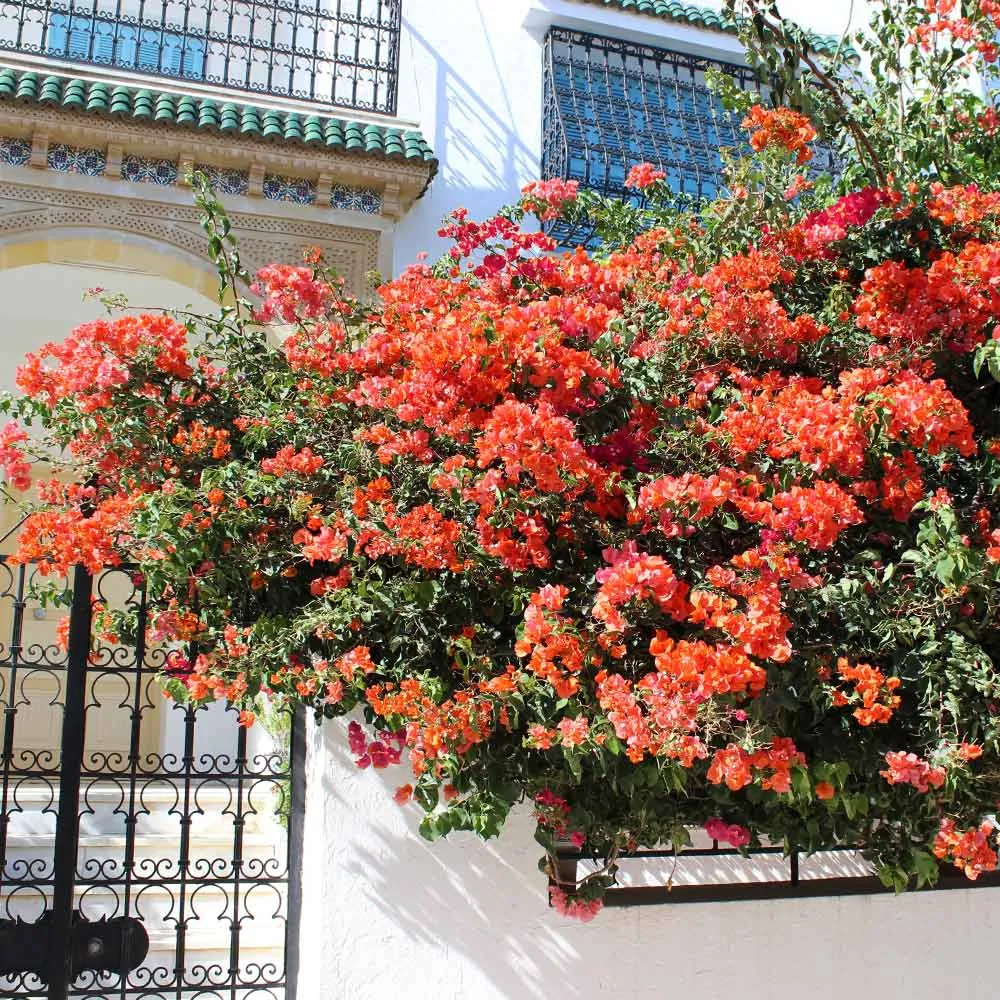 Sundown Orange Bougainvillea Flowering Shrub