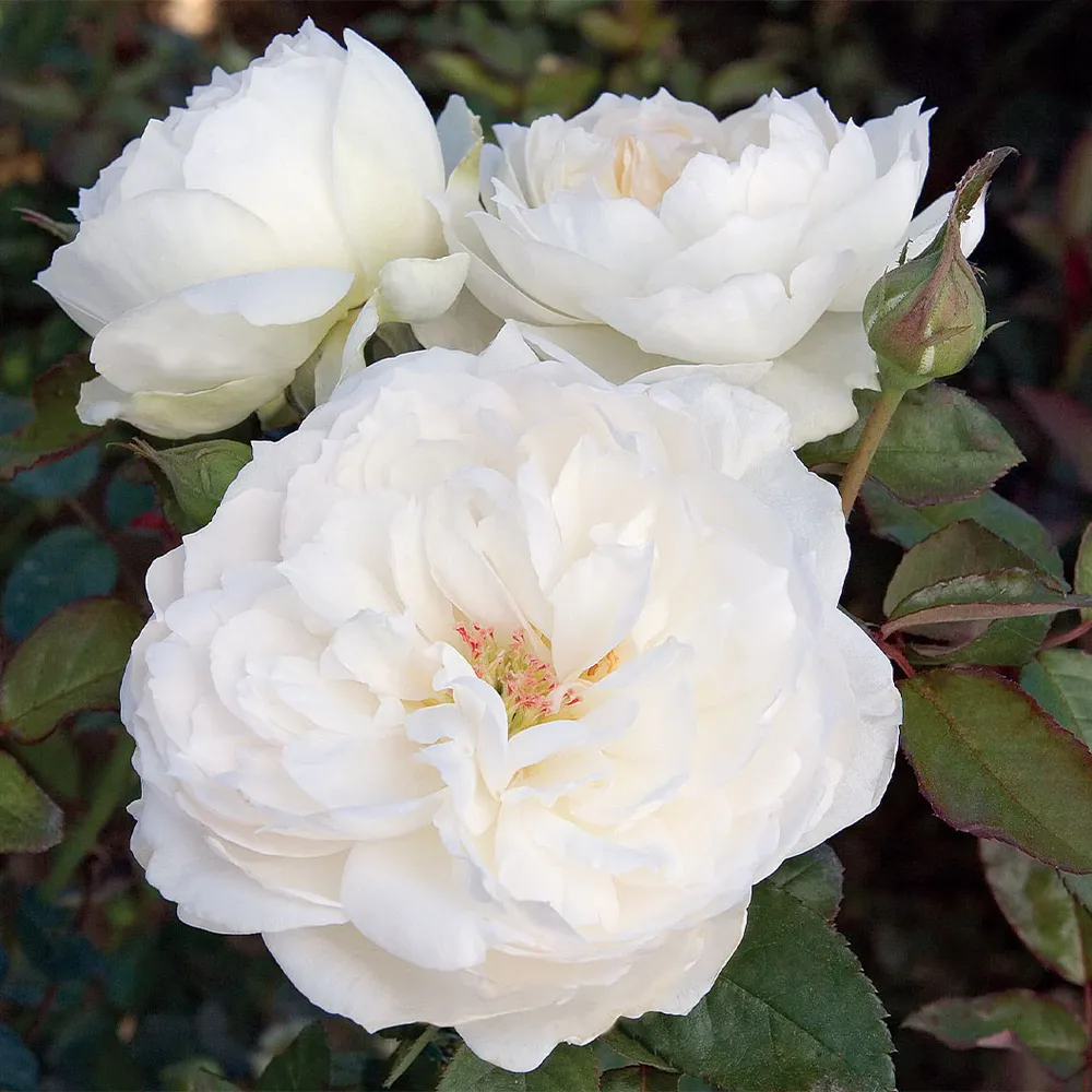 Bolero Floribunda Rose - Fragrant White Shrub Rose 2