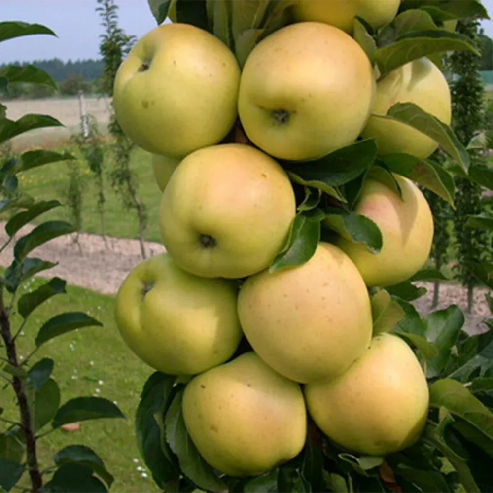 Columnar Apple Tree - Compact Vertical Growth Fruit Tree 2
