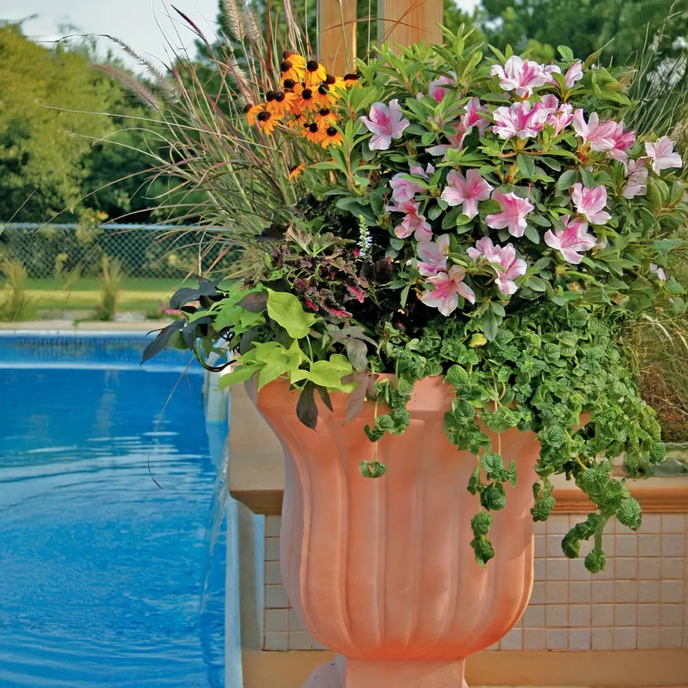 Autumn Twist® Encore® Azalea - Reblooming Evergreen Flowering Shrub 2