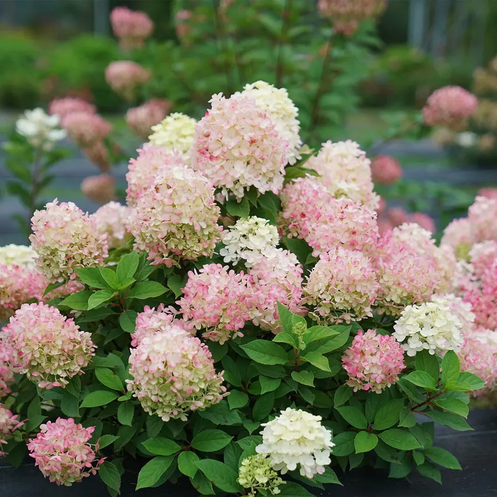 Fire Light Tidbit® Hydrangea Paniculata Compact Flowering Shrub 1