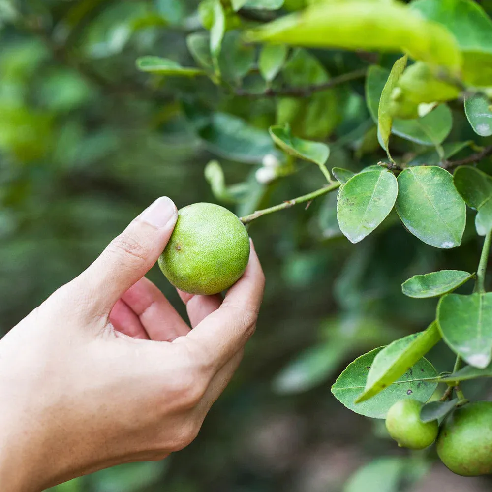 Key Lime Tree (Citrus aurantiifolia) Live Citrus Plant 1