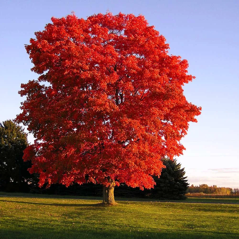 Red Sunset® Maple Tree (Acer rubrum 'Franksred')