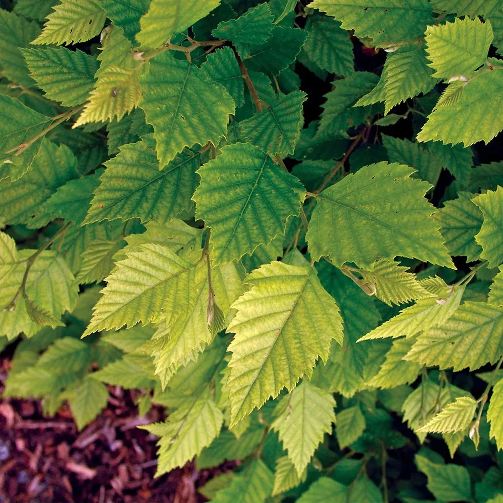 Fox Valley® River Birch Tree (Betula nigra) 2
