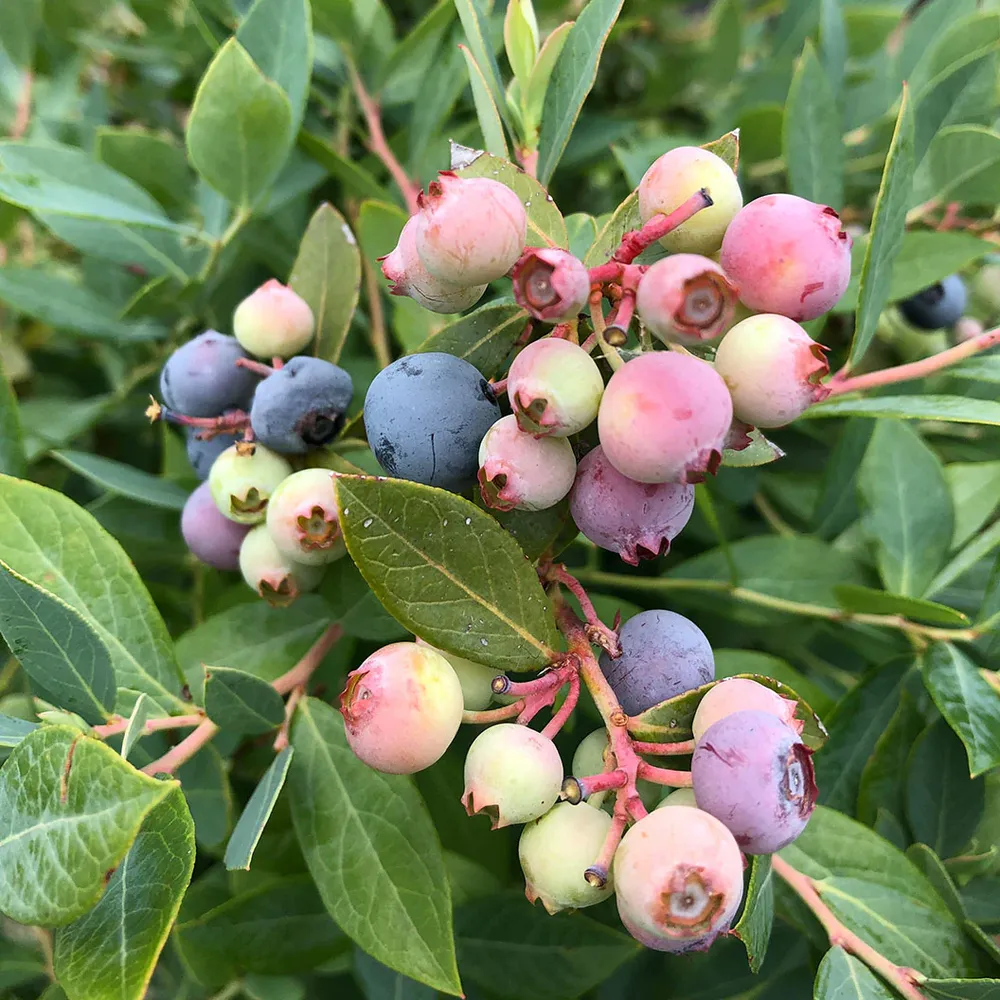 Proven Winners® Splendid!® Blue Highbush Blueberry Shrub - Vaccinium corymbosum