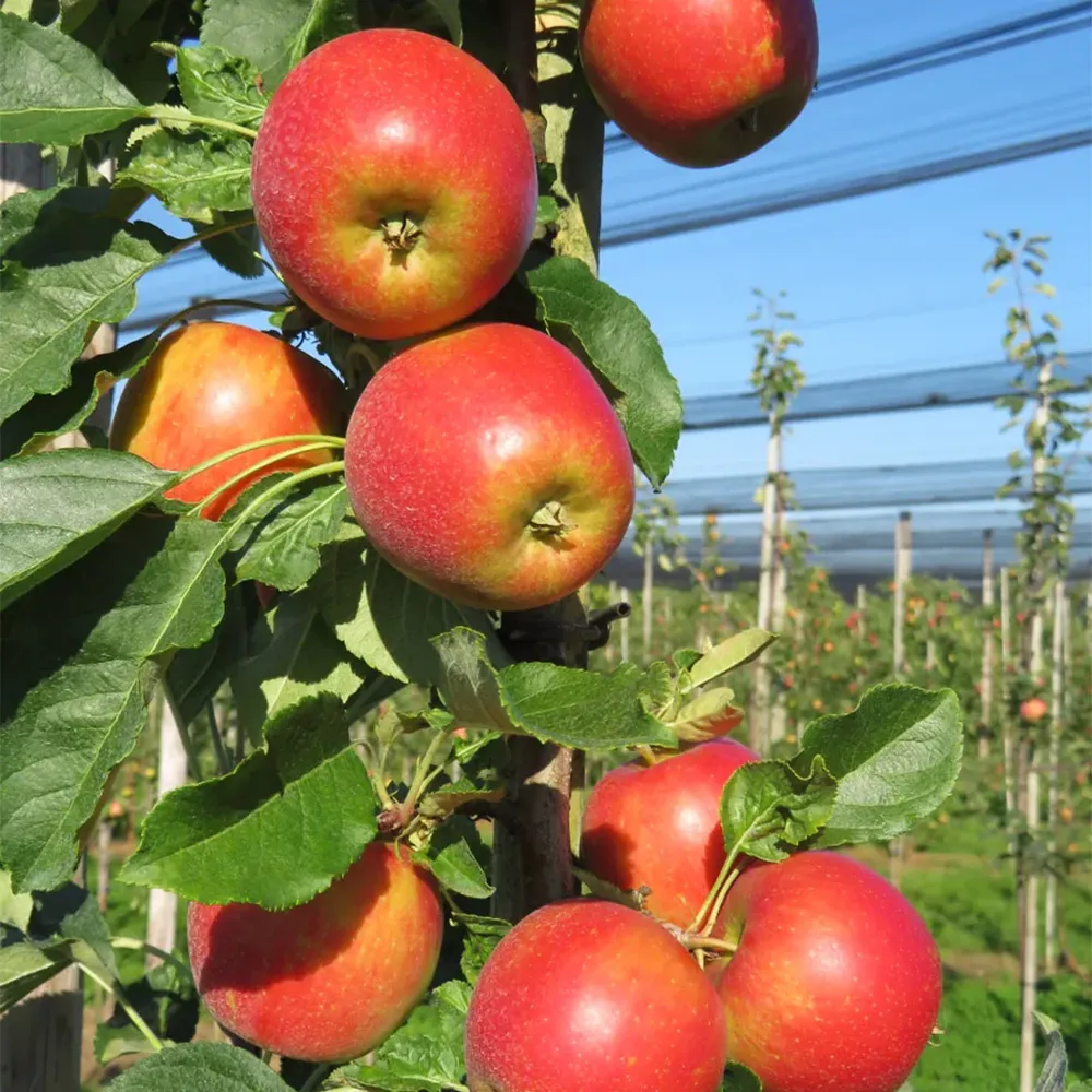 Sweet Treat™ Columnar Apple Tree - Compact Vertical Fruit Tree 1