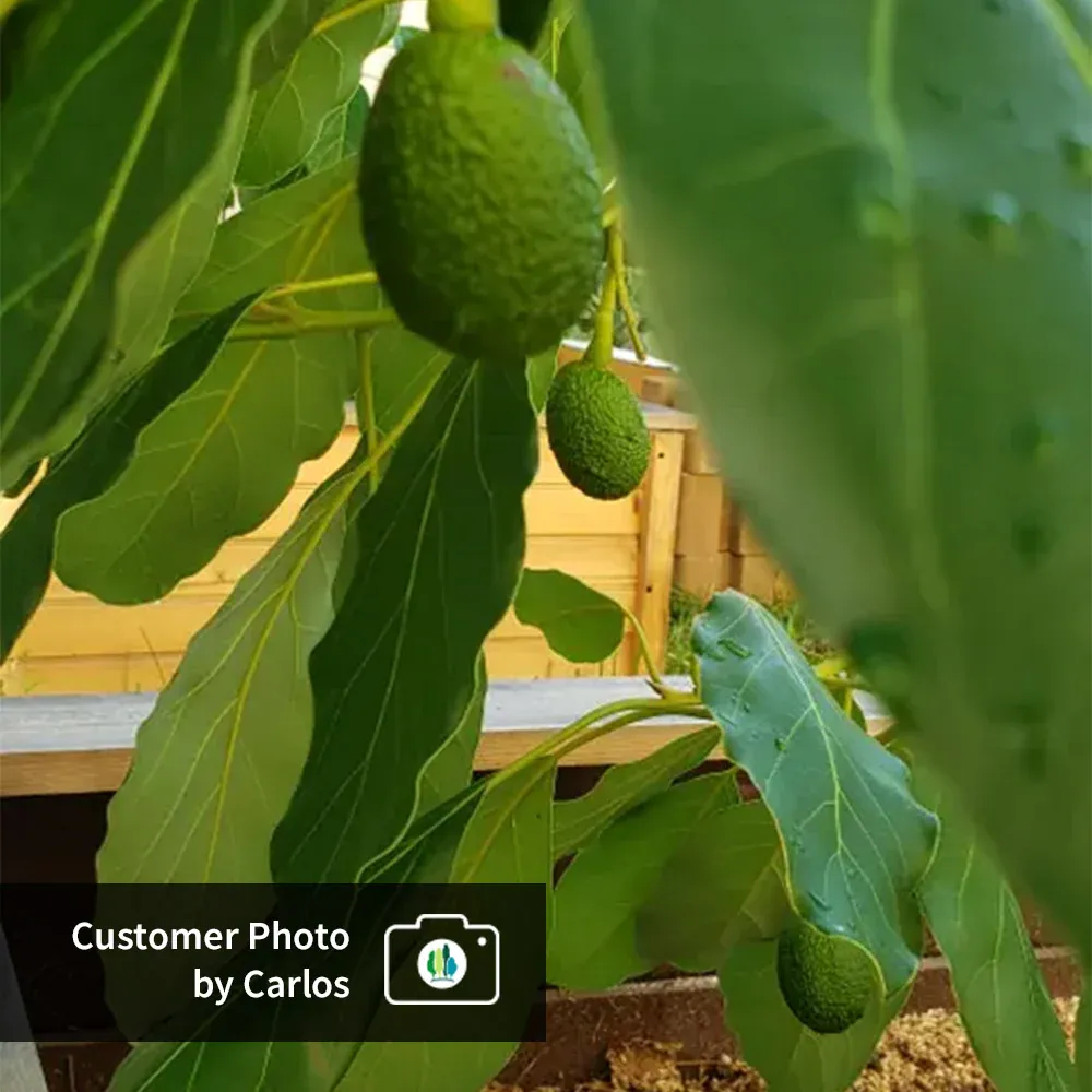 Hass Avocado Tree - Live Fruit-Bearing Plant for Home and Garden 8
