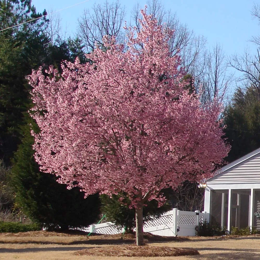 Okame Cherry Tree (Prunus incamp 'Okame') - Early Spring Flowering Ornamental Tree 5