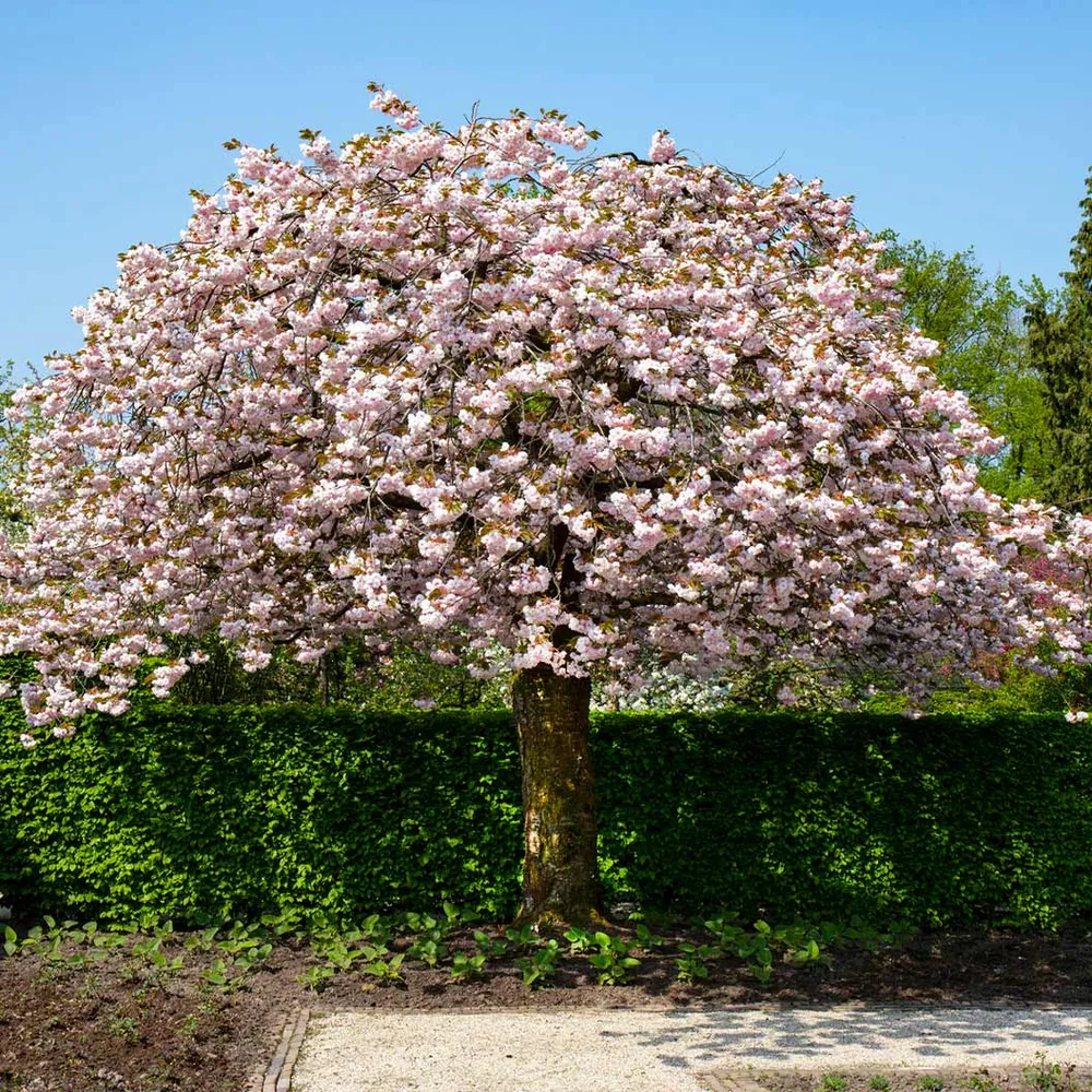 Shirofugen Flowering Cherry Tree (Prunus serrulata 'Shirofugen')