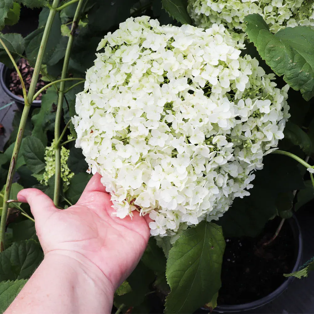 Annabelle Hydrangea Shrub (Hydrangea arborescens) 2