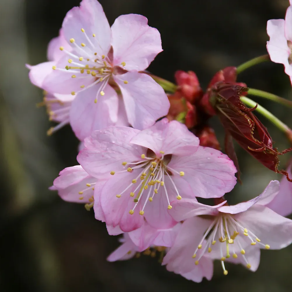 Pink Flair® Cherry Tree - Ornamental Flowering Landscape Tree 2