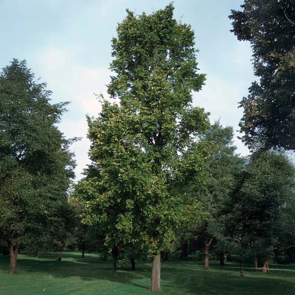Everclear® Lacebark Elm Tree (Ulmus parvifolia)