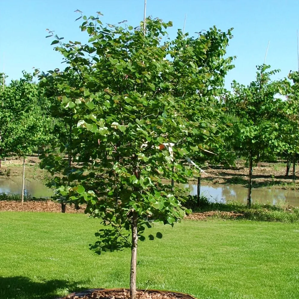 Luscious Lavender™ Redbud Tree (Cercis canadensis) 3