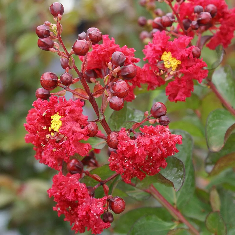 Dynamite Crape Myrtle (Lagerstroemia indica) - Vibrant Red Flowering Ornamental Tree 2