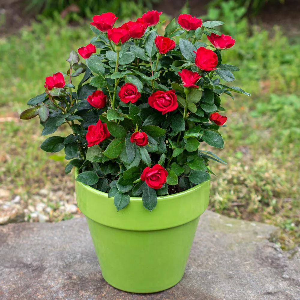 Petite Knock Out® Rose - Compact Disease-Resistant Shrub Rose
