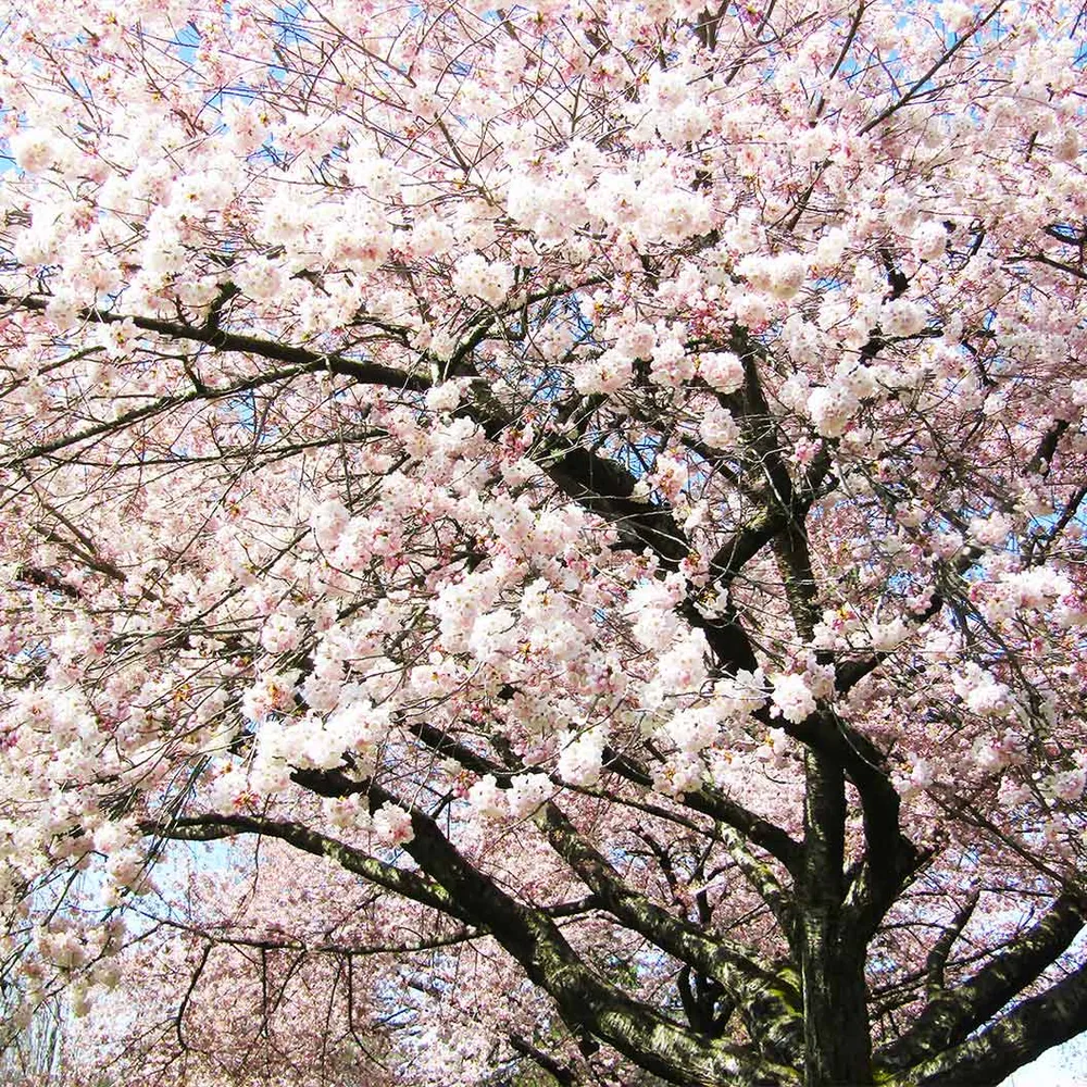 Akebono Cherry Tree (Prunus x yedoensis 'Akebono') Ornamental Flowering Tree 1