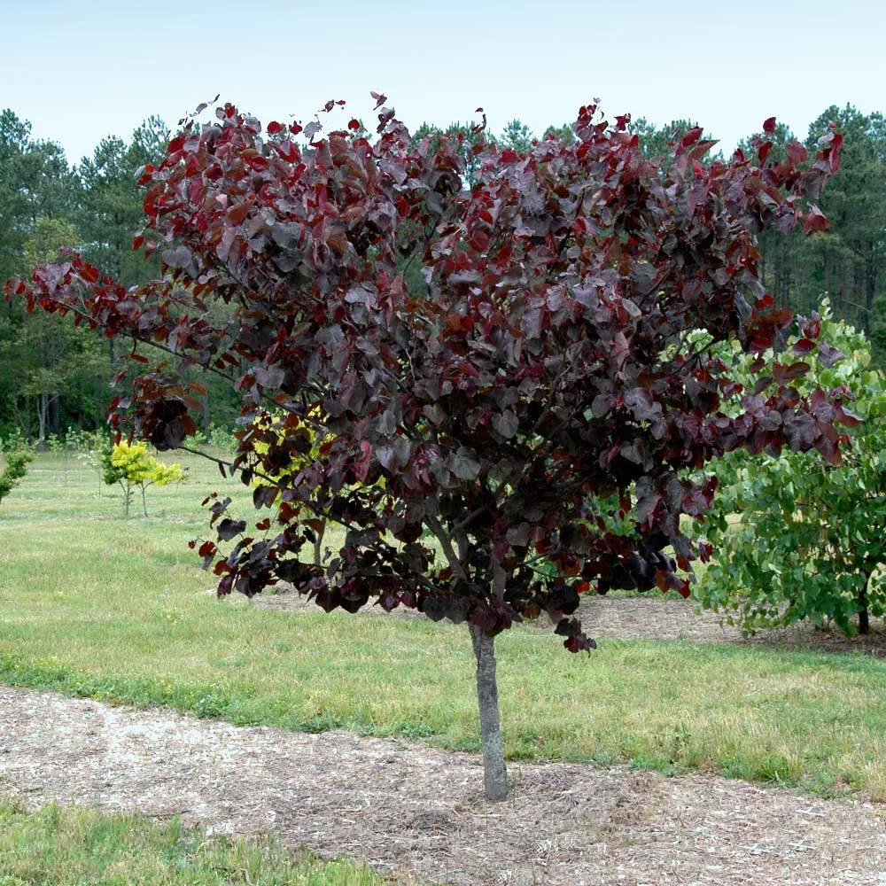 Merlot Redbud Tree (Cercis canadensis 'Merlot') - Ornamental Flowering Tree
